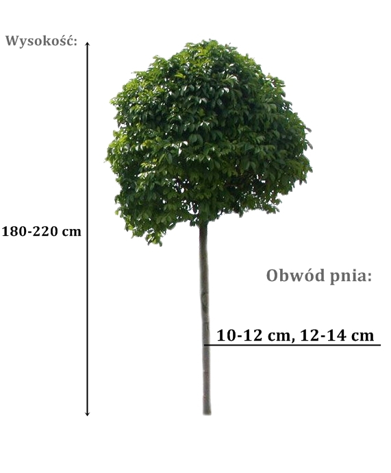 jesion nana- duze sadzonki drzewa o roznych obwodach pnia 